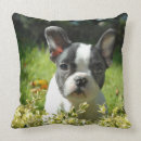 Recherche de bouledogue français noir coussins Chiot