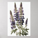 Recherche de de lupin posters Fleurs violettes