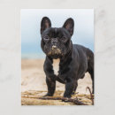 Recherche de de bouledogue français cartes postales Canin