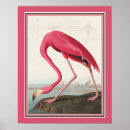 Recherche de flamant américain posters Oiseaux