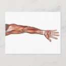 Recherche de tendon cartes postales Fibres musculaires