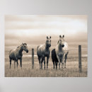 Recherche de barbelé posters Cheval