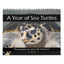 Recherche de tortue calendriers Océan