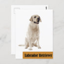 Recherche de labrador retriever cartes postales Labo