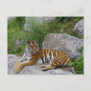 Recherche de tiger cartes postales Faune