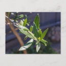 Recherche de olivier cartes postales Arbre