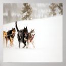 Recherche de chien de traîneau posters Chiens