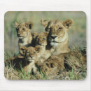 Recherche de le botswana tapis souris Dehors