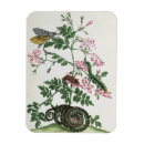 Recherche de mite magnets Insectes