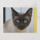 Recherche de chat siamois cartes postales Adorable