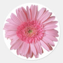Recherche de gerbers autocollants Fleur