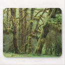 Recherche de grand arbre tapis souris Forêt