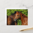 Recherche de beaux chevaux cartes postales Amitié