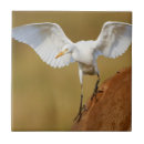 Recherche de bovin carreaux Animal