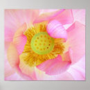 Recherche de rose et bourgeon de rose posters Plante