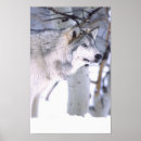 Recherche de visage de loup posters Animal
