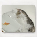 Recherche de poissons chat tapis souris Poisson rouge