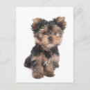 Recherche de yorkshire terrier chien cartes postales Animal de compagnie