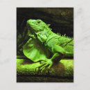 Recherche de iguane cartes postales Amérique du sud