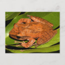 Recherche de amphibiens cartes postales Vert clair
