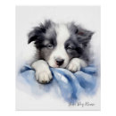 Recherche de de border collie posters Chiot