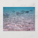 Recherche de sand cartes postales Tropical
