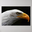 Recherche de oiseau sauvage posters Jaune