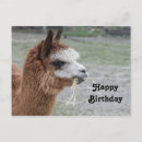 Recherche de alpaca anniversaire cartes Llama