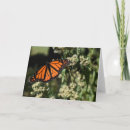 Recherche de papillon monarque vœux cartes Photographie