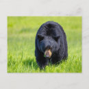 Recherche de ours noir cartes postales Faune