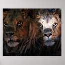Recherche de yeux lion posters Zoo