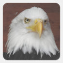 Recherche de oiseaux en vol autocollants Aigle chauve