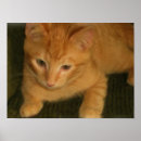 Recherche de copies de chat photographie Mignon