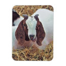Recherche de chèvre mignonne magnets Chèvres