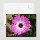 Recherche de marguerite violette cartes postales Toute personne