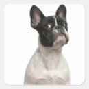 Recherche de bruxelles autocollants Animal