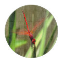 Recherche de libellule planches à découper Nature