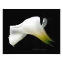 Recherche de calla posters Jardin