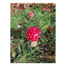 Recherche de champignon rouge posters Pour tous