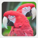 Recherche de perroquet coloré autocollants Faune
