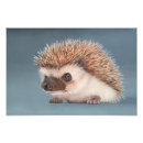 Recherche de hedgehog posters Hérisson