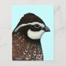 Recherche de perdrix cartes postales Animal