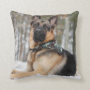 Recherche de bergers allemands coussins Animal