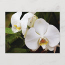 Recherche de orchidée blanche cartes postales Botanique