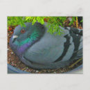 Recherche de pigeon sauvage cartes postales Observation des oiseaux