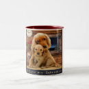 Recherche de labrador retriever tasses Chiens