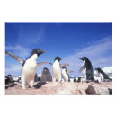 Recherche de adelie penguin posters Faune