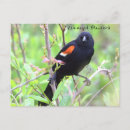 Recherche de aile cartes postales Animaux