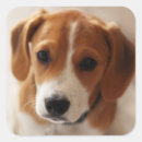 Recherche de chiot de beagle autocollants Animaux domestiques
