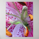Recherche de stargazer lily posters Floral